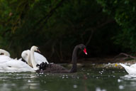 Fauna Westlicher Bodensee