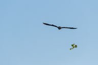 Fauna Westlicher Bodensee